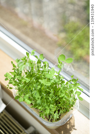 Bean sprouts grown hydroponically 139431940