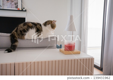 brown tabby scotish cat playing and having fun in living room brown tabby scotish cat playing and having fun in living room 139431962