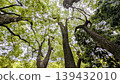 A landscape of a nature park where trees overlap. 139432010