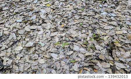 A landscape of fallen leaves like wallpaper A landscape of fallen leaves like wallpaper 139432013