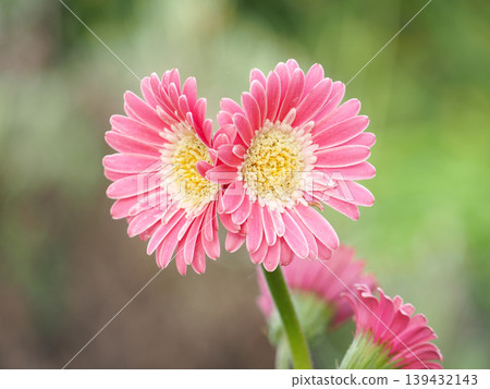 非洲菊花 非洲菊花 139432143
