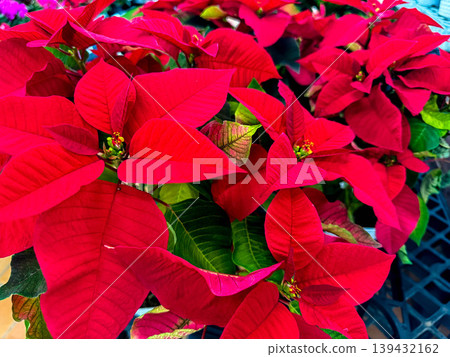 Christmas Flower 139432162