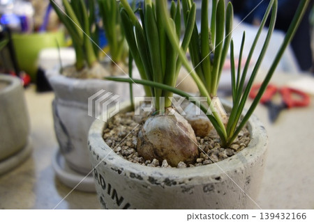 Potted Bulb Plants with Green Shoots in Ceramic Pots 139432166