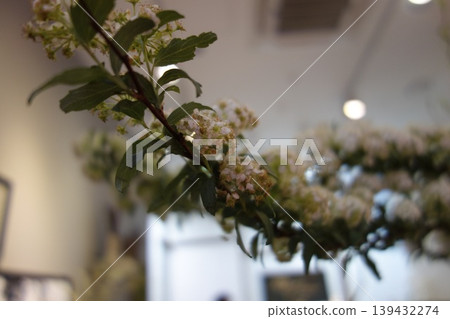 Indoor Floral Branch with White Blossoms Indoor Floral Branch with White Blossoms 139432274