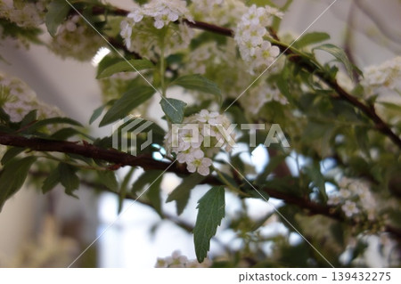 White Blossom Branch with Green Leaves White Blossom Branch with Green Leaves 139432275