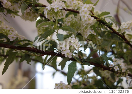 White Blossom Branch with Green Leaves White Blossom Branch with Green Leaves 139432276