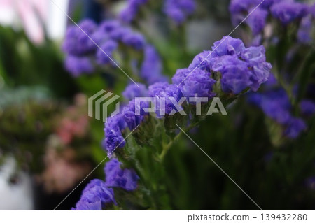 Vibrant Purple Statice Blooms Close-Up Vibrant Purple Statice Blooms Close-Up 139432280