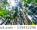 Cedar forests looking up from the bottom 139432296