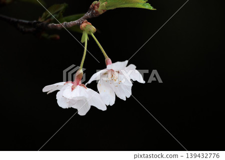 Colorful cherry blossoms shining in the spring sunshine 139432776