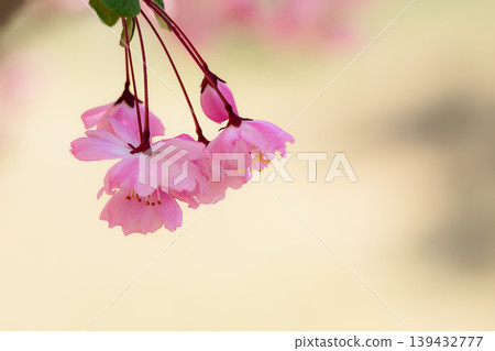 Colorful cherry blossoms shining in the spring sunshine Colorful cherry blossoms shining in the spring sunshine 139432777