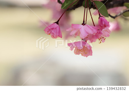 Colorful cherry blossoms shining in the spring sunshine Colorful cherry blossoms shining in the spring sunshine 139432832
