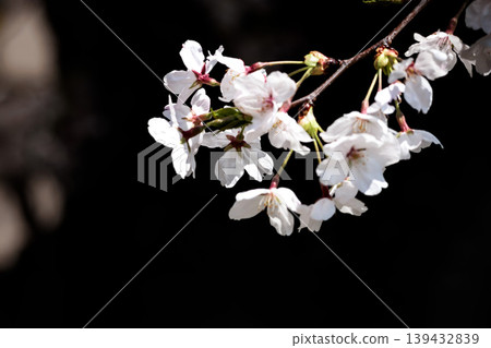 Colorful cherry blossoms shining in the spring sunshine Colorful cherry blossoms shining in the spring sunshine 139432839