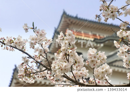 唐津城、櫻花和天守閣（佐賀縣唐津市） 139433014