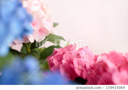 繡球花背景圖,初夏圖片 繡球花背景圖,初夏圖片 139433064