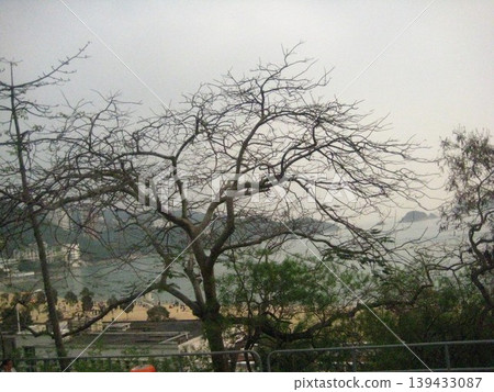 Coastal View with Bare Trees and Beach Coastal View with Bare Trees and Beach 139433087