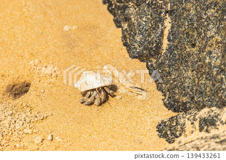 Tiny hermit crab with pale seashell walks on the golden sand next to a dark rock, illuminated by natural daylight on a sunny beach. Sri Lanka island in Asia. 139433261