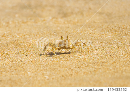 Tiny Crab on Golden Sand: A Detailed Close-Up of a Small Crustacean Exploring the Beach in Bright, Warm Sunlight, Wildlife in Nature. Sri Lanka island in Asia. Tiny Crab on Golden Sand: A Detailed Close-Up of a Small Crustacean Exploring the Beach in Bright, Warm Sunlight, Wildlife in Nature. Sri Lanka island in Asia. 139433262