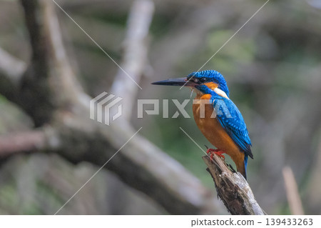 The common kingfisher, vibrant blue and orange bird with a long beak perched on a branch, detailed close-up in its natural habitat outdoors. Bentota River Safari in Sri Lanka, Asia. The common kingfisher, vibrant blue and orange bird with a long beak perched on a branch, detailed close-up in its natural habitat outdoors. Bentota River Safari in Sri Lanka, Asia. 139433263