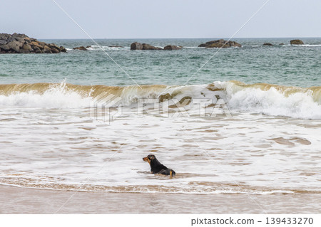 Small Black Dog Enjoys Playful Dip in Ocean Waves at Tropical Beach, With Rocks and Horizon Under Overcast Sky. Sri Lanka island in Asia. 139433270