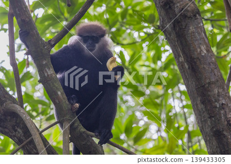 Purple-faced leaf monkey perched high in a lush tree canopy, peacefully enjoying a banana in a vibrant natural environment. Bentota River Safari in Sri Lanka, Asia. Purple-faced leaf monkey perched high in a lush tree canopy, peacefully enjoying a banana in a vibrant natural environment. Bentota River Safari in Sri Lanka, Asia. 139433305