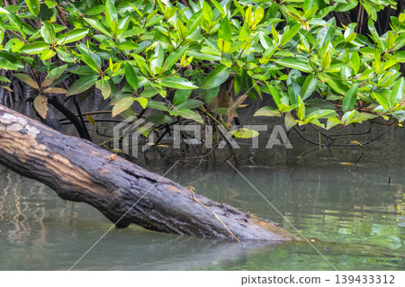 Natural habitat with vibrant green foliage over calm water, a weathered tree trunk partially submerged, showcasing peaceful aquatic ecosystem. Bentota River Safari in Sri Lanka, Asia. Natural habitat with vibrant green foliage over calm water, a weathered tree trunk partially submerged, showcasing peaceful aquatic ecosystem. Bentota River Safari in Sri Lanka, Asia. 139433312