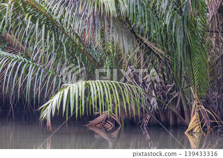 Lush Tropical Foliage Over Water: Verdant Palm Fronds Reflecting in Calm River, a Serene Jungle Canal Scene Under Overcast Sky. Bentota River Safari in Sri Lanka, Asia. Lush Tropical Foliage Over Water: Verdant Palm Fronds Reflecting in Calm River, a Serene Jungle Canal Scene Under Overcast Sky. Bentota River Safari in Sri Lanka, Asia. 139433316
