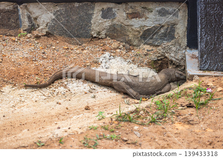 Large Reptile Resting Near Stone Wall on Sandy Ground, Observing its Surroundings in a Natural, Serene Environment. Sri Lanka island in Asia. 139433318