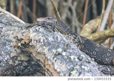 Striking close-up capture of a dark-skinned reptile with light-colored spots, resting calmly on a rough tree branch in its natural habitat. Bentota River Safari in Sri Lanka, Asia. Striking close-up capture of a dark-skinned reptile with light-colored spots, resting calmly on a rough tree branch in its natural habitat. Bentota River Safari in Sri Lanka, Asia. 139433333