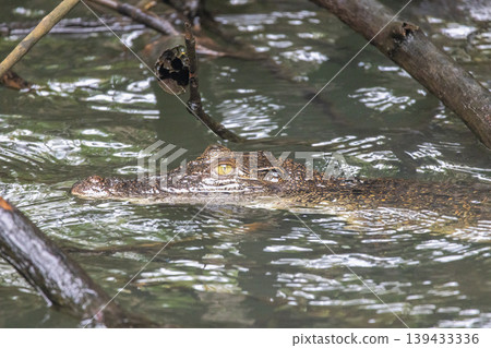 Subtle close-up of a reptile predator with scales and yellow eyes emerging from murky water, surrounded by tangled branches. Bentota River Safari in Sri Lanka, Asia. Subtle close-up of a reptile predator with scales and yellow eyes emerging from murky water, surrounded by tangled branches. Bentota River Safari in Sri Lanka, Asia. 139433336