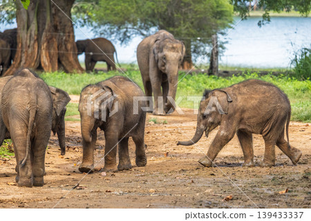 Young elephants roam freely in their natural environment, exploring and playing near a water body. Elephant Transit Home in Udawalawe National Park in Sri Lanka, Asia. 139433337