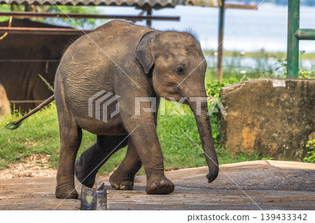 Adorable baby pachyderm with big floppy ears and long trunk takes a gentle stroll outdoors near water. Elephant Transit Home in Udawalawe National Park in Sri Lanka, Asia. Adorable baby pachyderm with big floppy ears and long trunk takes a gentle stroll outdoors near water. Elephant Transit Home in Udawalawe National Park in Sri Lanka, Asia. 139433342