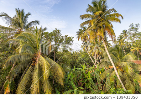 Vibrant Tropical Landscape of Lush Coconut Palms and Exotic Foliage Under a Bright Blue Sky, Capturing Serene Natural Beauty. Sri Lanka island in Asia. Vibrant Tropical Landscape of Lush Coconut Palms and Exotic Foliage Under a Bright Blue Sky, Capturing Serene Natural Beauty. Sri Lanka island in Asia. 139433350