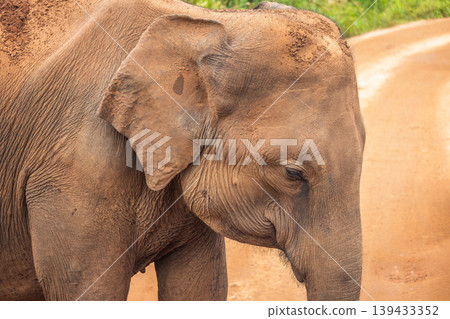 Close-up of a majestic elephant head and ear, with textured skin and a dusty road in the background, showing wild beauty. Hurulu Eco Park Safari in Sri Lanka. Close-up of a majestic elephant head and ear, with textured skin and a dusty road in the background, showing wild beauty. Hurulu Eco Park Safari in Sri Lanka. 139433352