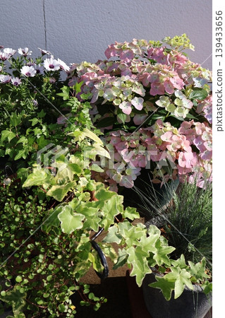 繡球花“拉格朗日·奧羅蘭朱”和一束花 繡球花“拉格朗日·奧羅蘭朱”和一束花 139433656
