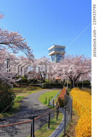 Gureto Tower Minato Observation Deck | Cherry blossoms in full bloom and spring scenery at Tatehana Park, Hachinohe City, Aomori Prefecture Gureto Tower Minato Observation Deck | Cherry blossoms in full bloom and spring scenery at Tatehana Park, Hachinohe City, Aomori Prefecture 139433749
