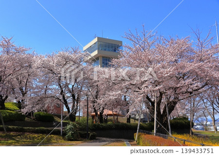 Gureto Tower Minato Observation Deck | Cherry blossoms in full bloom and spring scenery at Tatehana Park, Hachinohe City, Aomori Prefecture 139433751