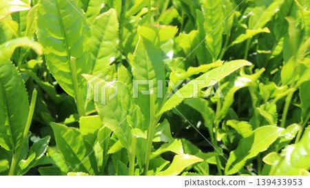 Fresh green leaves illuminated by the morning sun Fresh green leaves illuminated by the morning sun 139433953