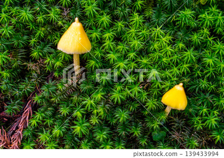 在青苔上的小蘑菇 在青苔上的小蘑菇 139433994
