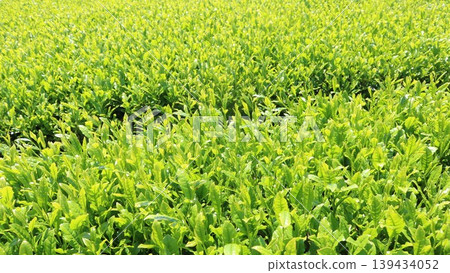 清晨的陽光照耀著翠綠的葉子。 清晨的陽光照耀著翠綠的葉子。 139434052