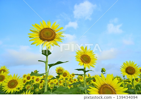 Sunflower fields in the Zama area of Zama City Sunflower fields in the Zama area of Zama City 139434094