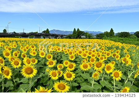 Zakai Bridge over a sunflower field in the Zama area of Zama City Zakai Bridge over a sunflower field in the Zama area of Zama City 139434125