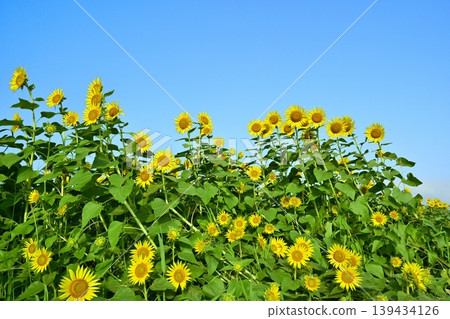 The tenacious sunflowers in the sunflower fields of the Zama area of Zama City. The tenacious sunflowers in the sunflower fields of the Zama area of Zama City. 139434126