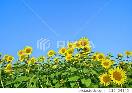 Sunflower fields in the Zama area of Zama City Sunflower fields in the Zama area of Zama City 139434143