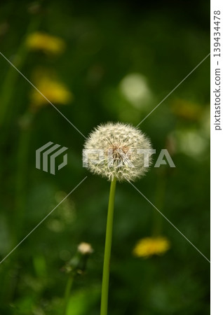 可愛的棉花花 139434478