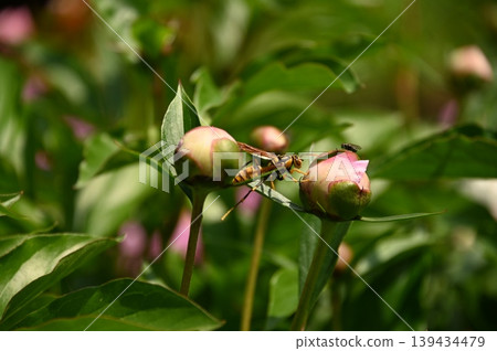 花蕾和蜜蜂 花蕾和蜜蜂 139434479