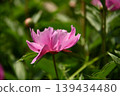 可愛的春天的花朵 139434480