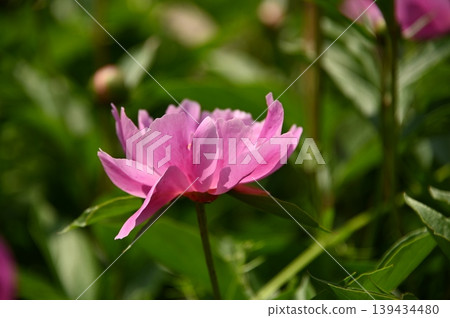 可愛的春天的花朵 可愛的春天的花朵 139434480