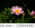 可愛的花 139434482