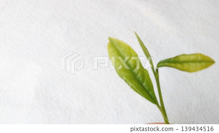 新鮮茶葉 139434516