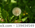 可愛的棉花花 139434549